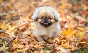 夏バテ対策に最適なしじみの効果とは？