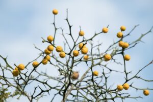 夏バテの時にそうめんばかり食べるのは健康に良いの？