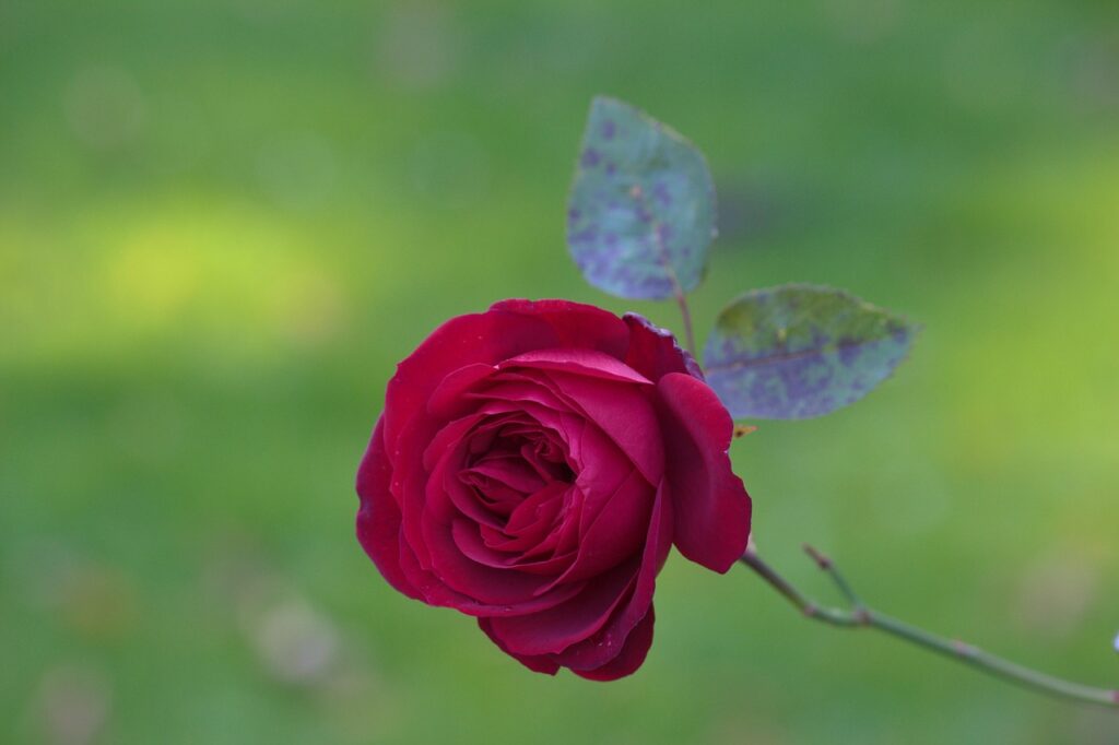 夏バテで食欲がない時に食べるべきものは？