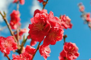 夏バテの時に桃を食べると食欲がない時はどう対処すればいい？