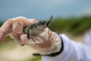 夏バテの疲労回復に効果的な食べ物は即効性があるの？