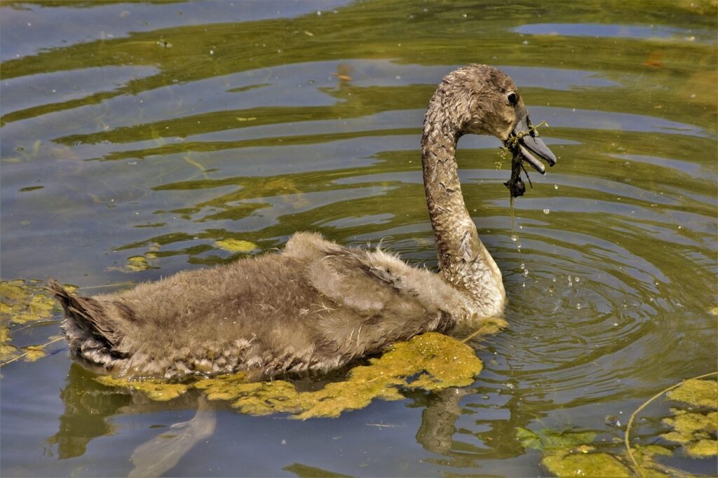 夏バテ解消に効果がある海藻を食べる方法は？
