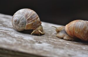 夏バテに効果的な食べ物のデメリットとは？