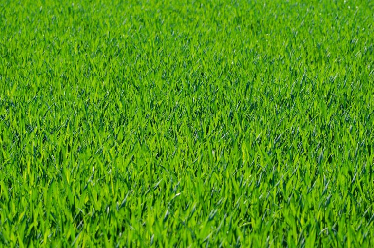 夏バテに効果的な食べ物の見積もりはどうする？