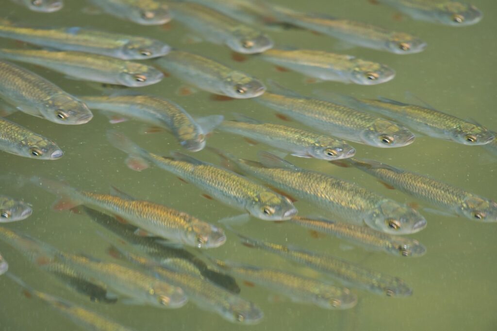 夏バテに最適！白身魚を使った胃にやさしいレシピは？