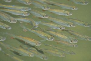夏バテに最適！白身魚を使った胃にやさしいレシピは？