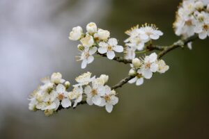 夏バテに最適！鶏ささみの梅和えを簡単に作る方法は？